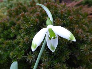 Galanthus 'Marlie Raphael'-0