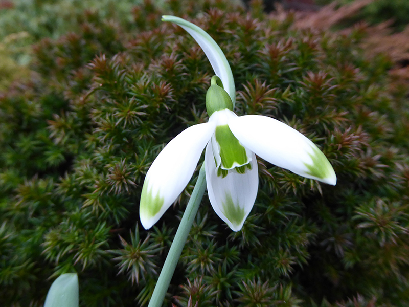 Galanthus 'Marlie Raphael'-0