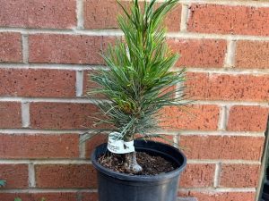 Pinus koraiensis 'Jack Corbit'-0