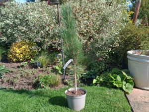 Pinus nigra 'Obelisk'-0