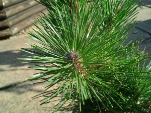 Pinus thunbergii 'Banshosho'-0