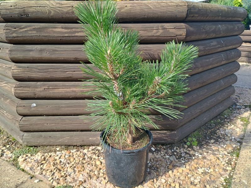 Pinus thunbergii 'Banshosho'-25778