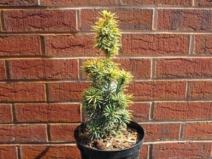 Taxus baccata 'Standishii' (5 Litre)-0