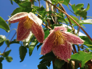 Clematis cirrhosa 'Freckles'-0