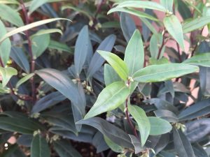 Sarcococca hookeriana 'Purple Gem'-0