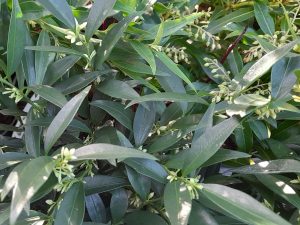Sarcococca ruscifolia 'Dragons Gate'-0