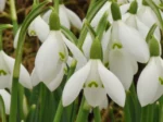 Snowdrops