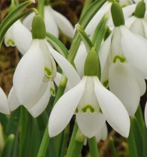 Snowdrops