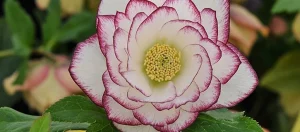 How to care for your new Hellebore