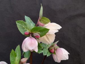 Helleborus x hybridus (Atlas Group) Diana-0