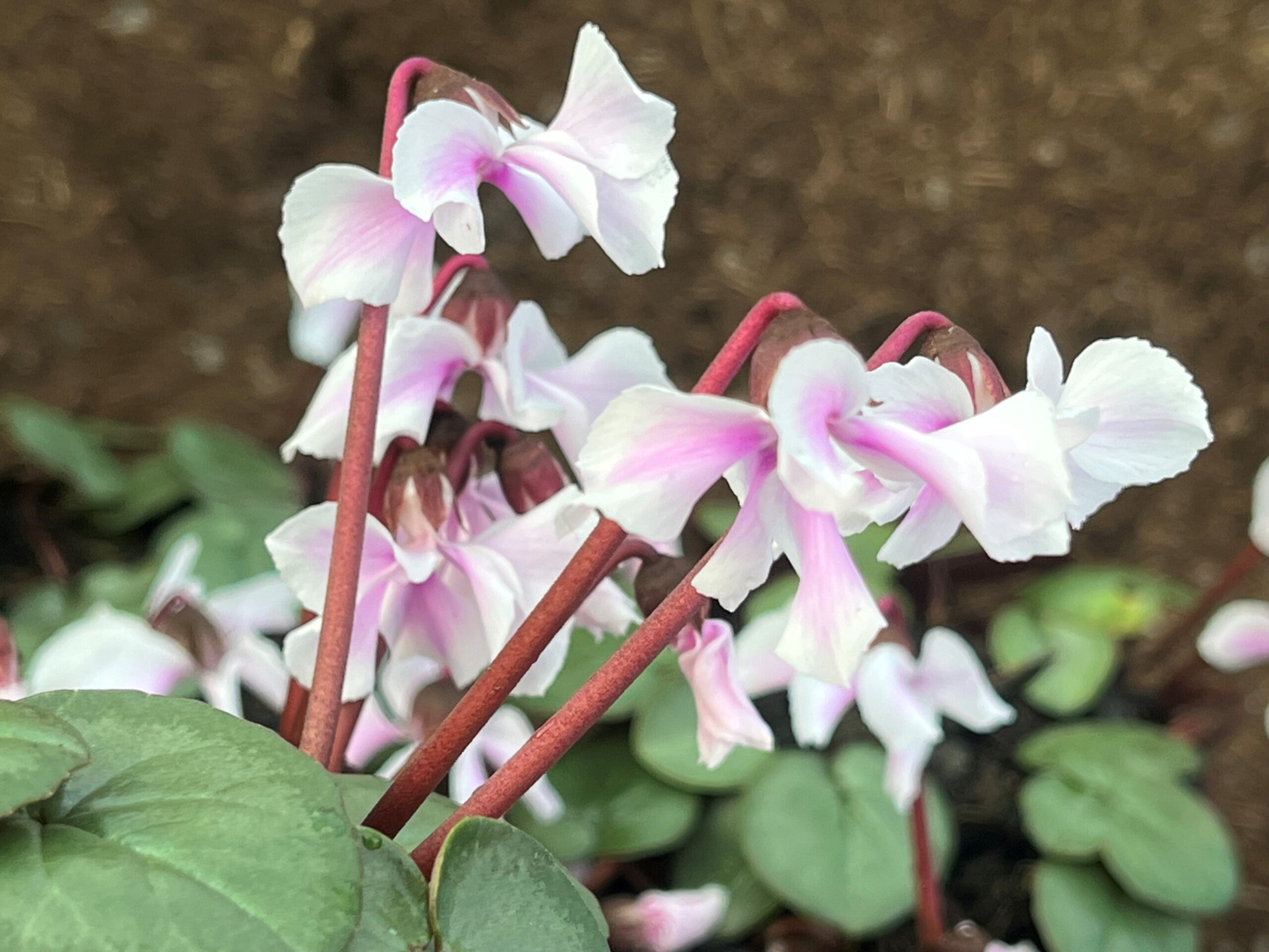 Cyclamen coum ex. 'Ashwood Hayden'-0