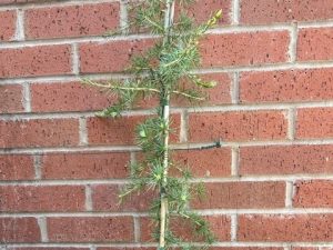 Cedrus deodara 'Karl Fuchs'-0