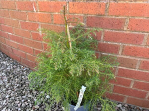 Cryptomeria japonica 'Elegans'-0