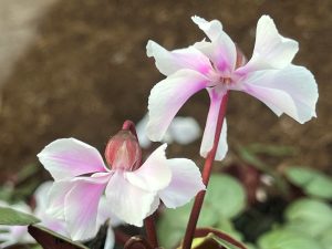 Cyclamen coum ex. 'Ashwood Hayden'-25249