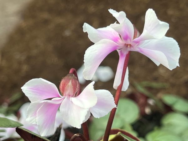 Cyclamen coum ex. 'Ashwood Hayden'-25249