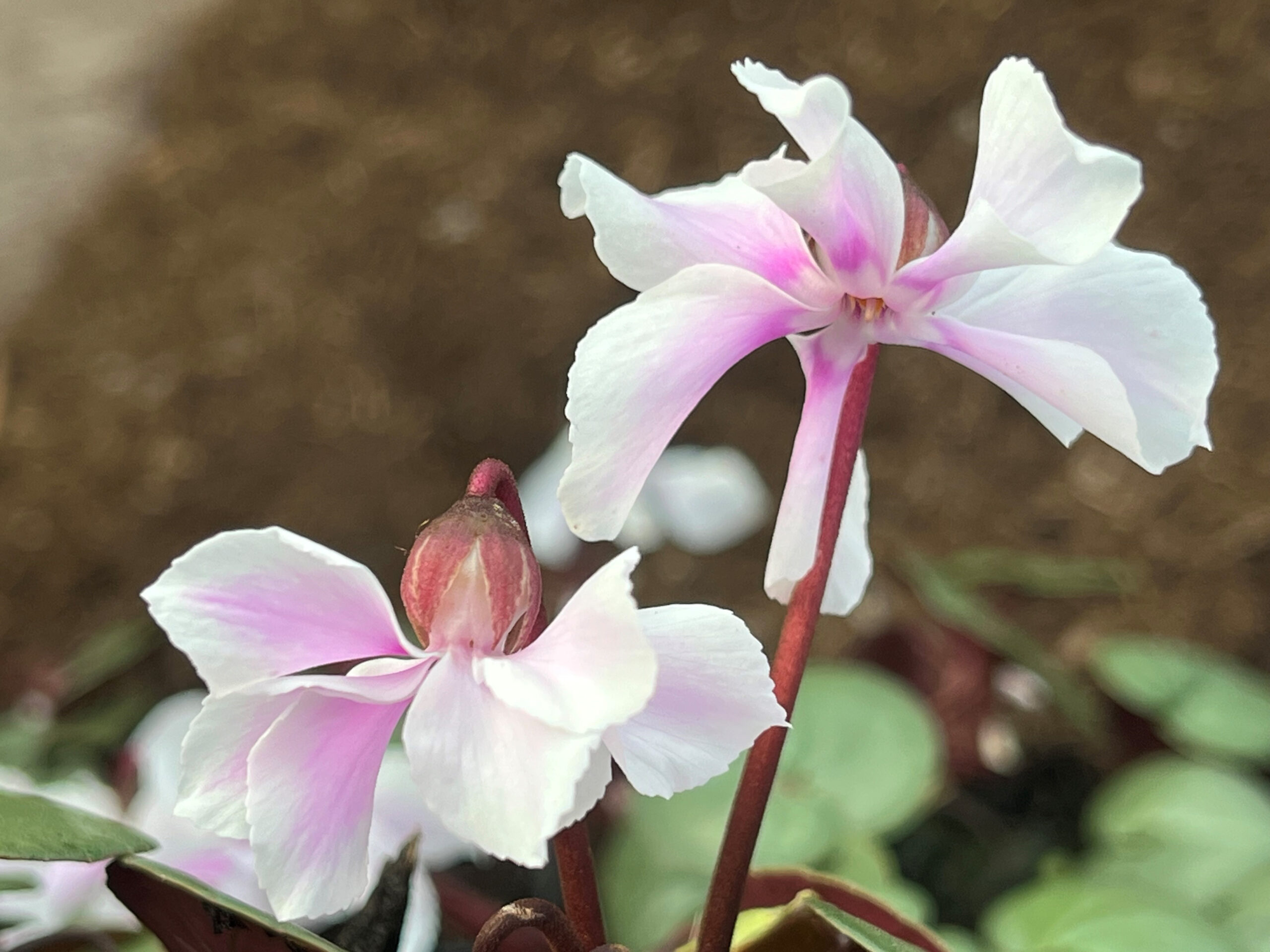 Cyclamen coum ex. 'Ashwood Hayden'-25249