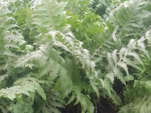 Polypodium calirhiza 'Sarah Lyman'-0