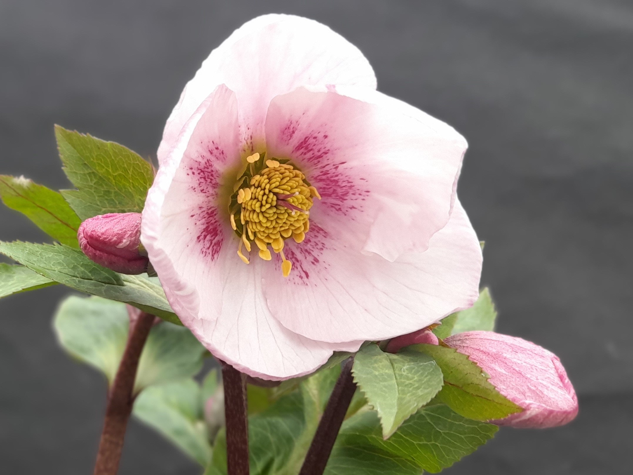 Helleborus x hybridus (Atlas Group) Aphrodite-0