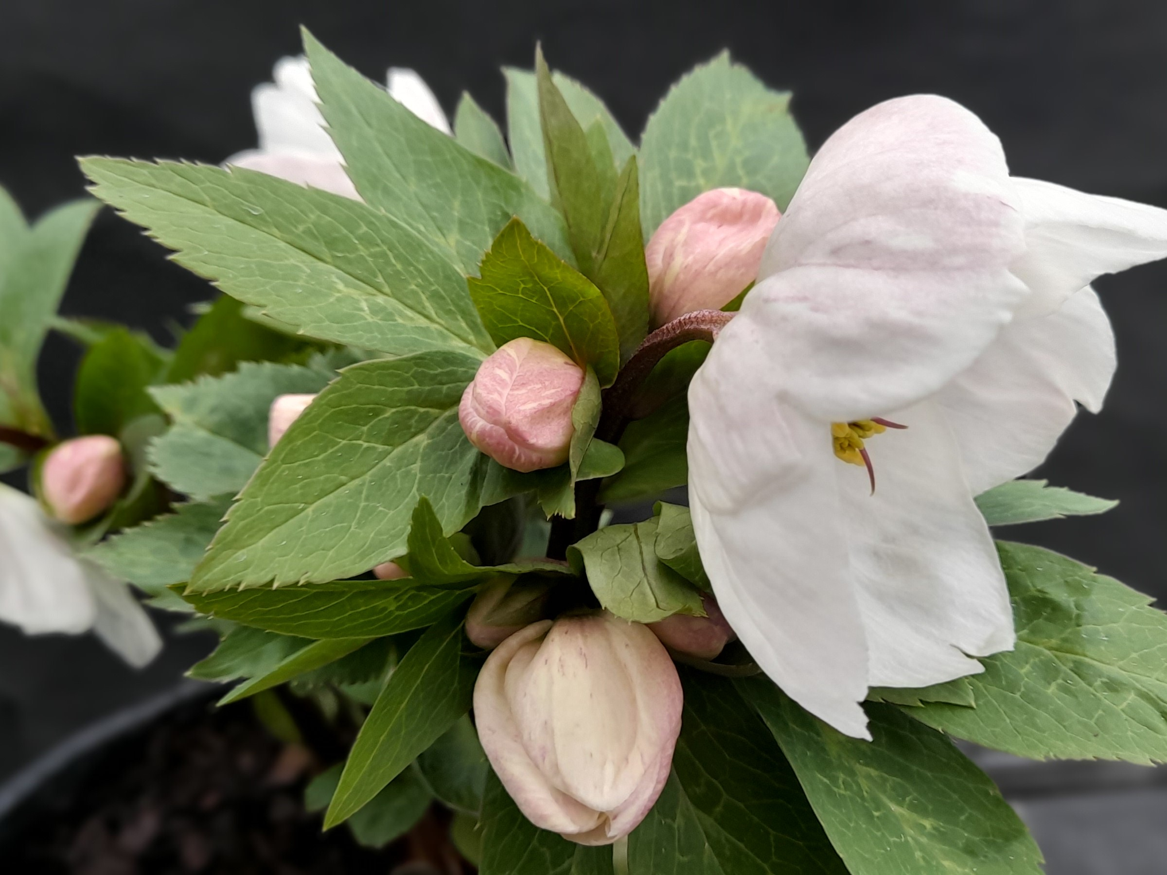 Helleborus x hybridus (Atlas Group) Pluto-25275