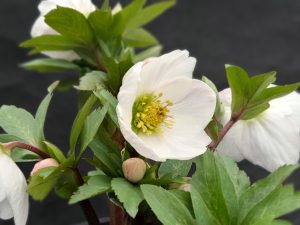 Helleborus x hybridus (Atlas Group) Pluto-0