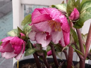 Helleborus x hybridus (Atlas Group) Vulcan-0