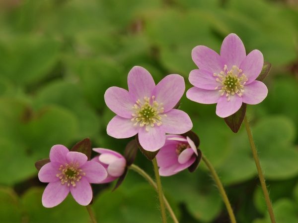Hepatica americana var. acuta Ashwood Pink Group-0