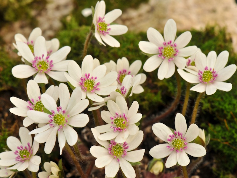 Hepatica japonica var. japonica-0