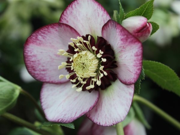 Helleborus x hybridus (Ashwood Garden Hybrids) Anemone Form Bicolour Shades 7L Pot-0