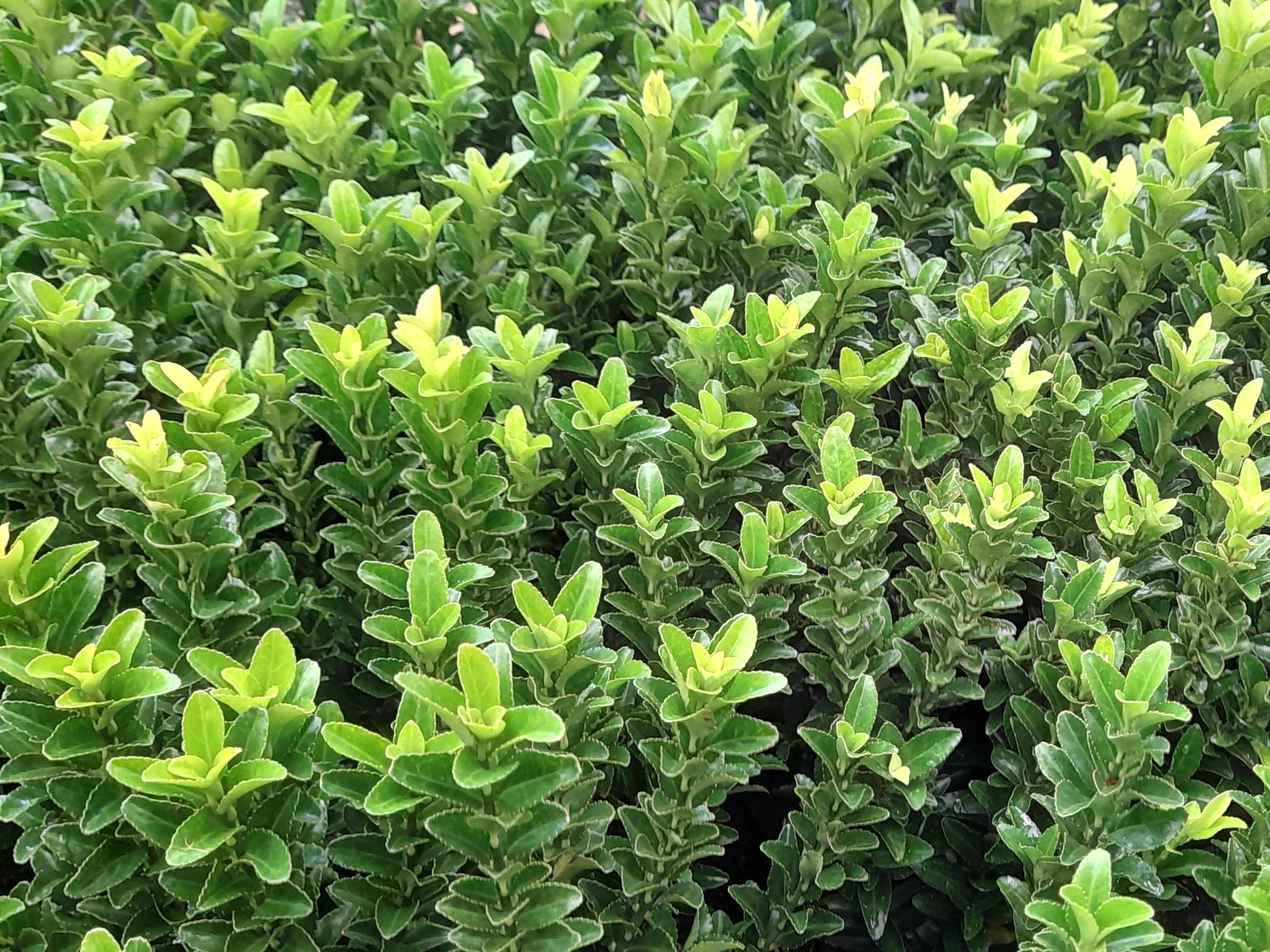 Euonymus japonicus 'Green Spire-0