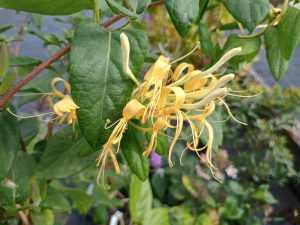 Lonicera similis var delavayi