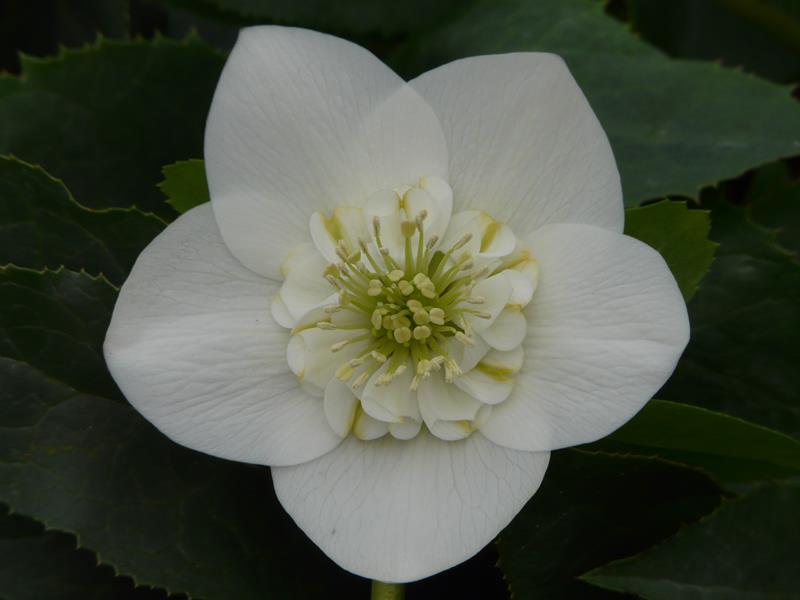 Helleborus x hybridus (Ashwood Garden Hybrids) Anemone Form White 3L pot-0
