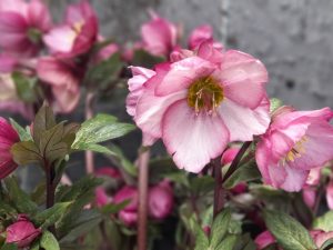 Helleborus x hybridus (Atlas Group) 'Cupid'-0