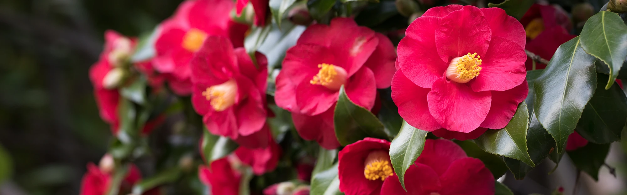 Camellia banner