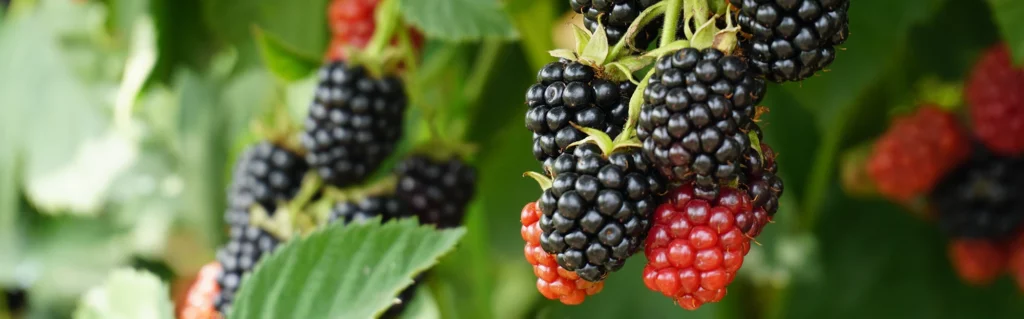 Fruit and edibles banner
