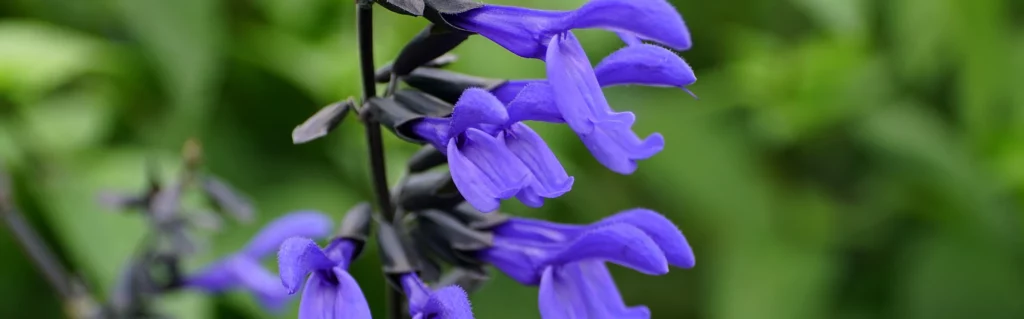 Salvias banner