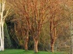 Trees