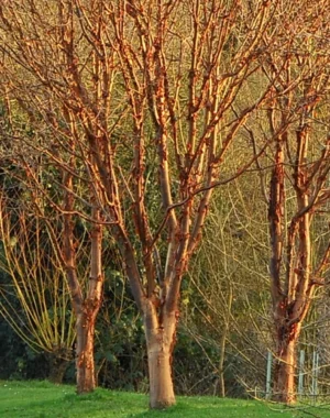 Trees
