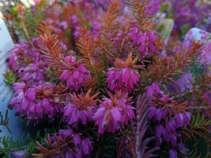 Erica carnea 'Bell's Extra Special' (9cm pot)-0