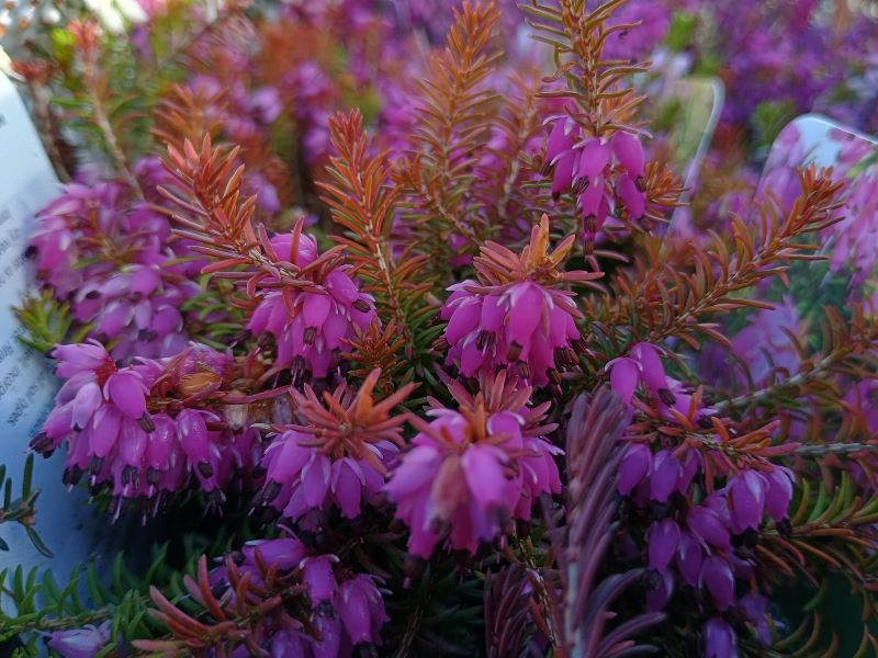 Erica carnea 'Bell's Extra Special' (9cm pot)-0