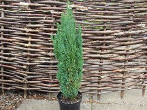 Chamaecyparis lawsoniana 'Ellwood's Pillar'-0