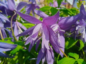 Clematis macropetala 'Maidwell Hall'-0