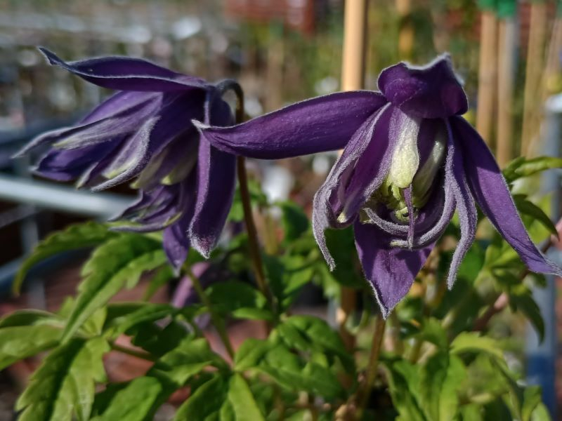 Clematis macropetala 'Maidwell Hall'-25445