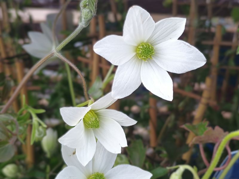 Clematis x cartmanii 'Michiko' (Evipo044)-25434