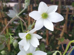 Clematis x cartmanii 'Michiko' (Evipo044)-0