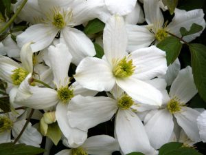 Clematis montana var. grandiflora-0