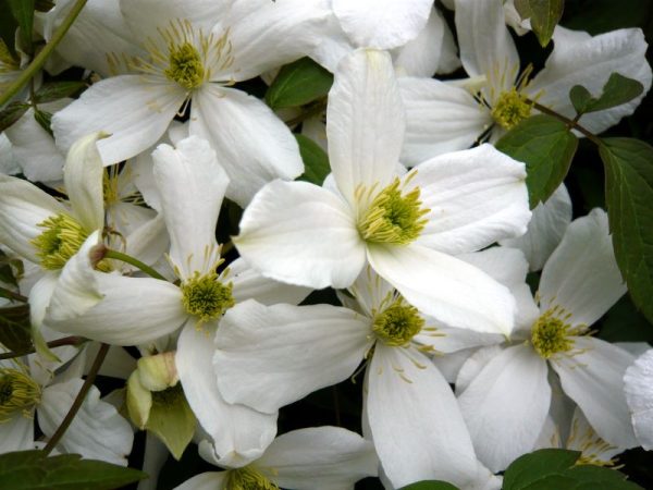 Clematis montana var. grandiflora-0