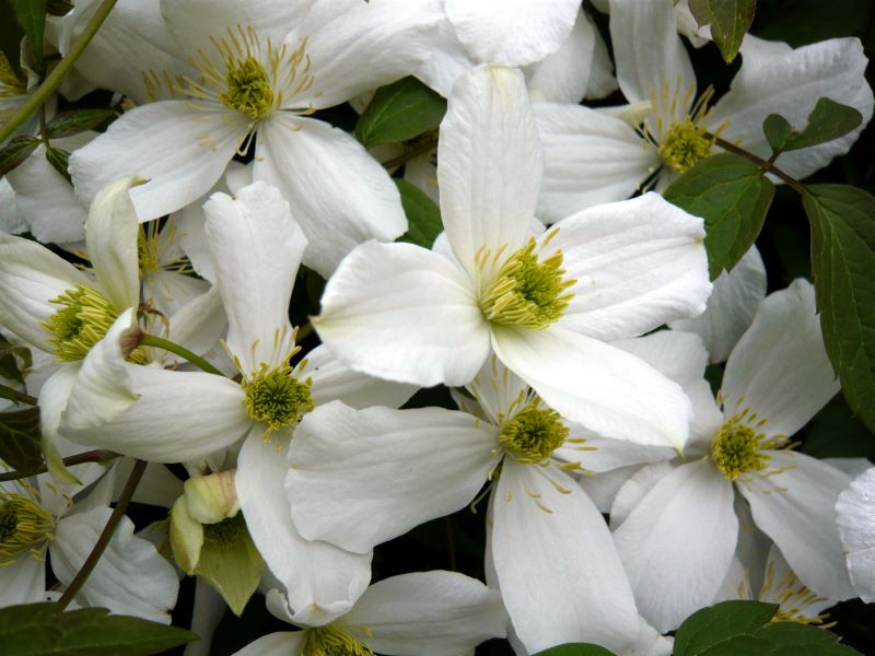 Clematis montana var. grandiflora-0