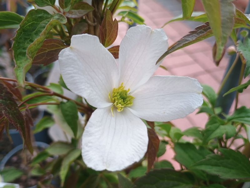 Clematis montana var. grandiflora-25471