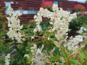 Fallopia baldschuanica-0