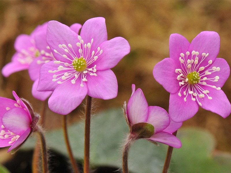 Hepatica nobilis Ashwood Pale Pink (collection of 5)-0